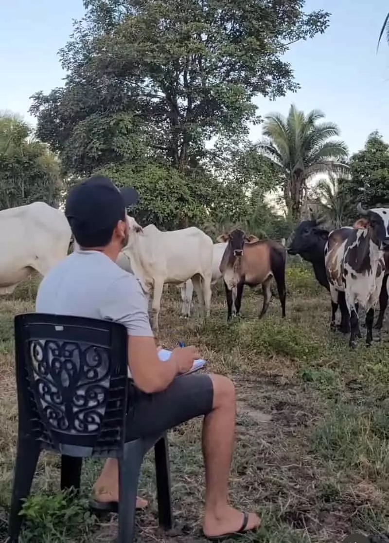 Chamada de presença das vacas