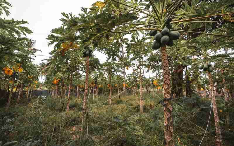 Dica de como plantar mamão: Um potencial econômico para o agronegócio