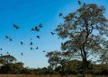 Comissão de Meio Ambiente do Senado aprova Estatuto do Pantanal; veja medidas