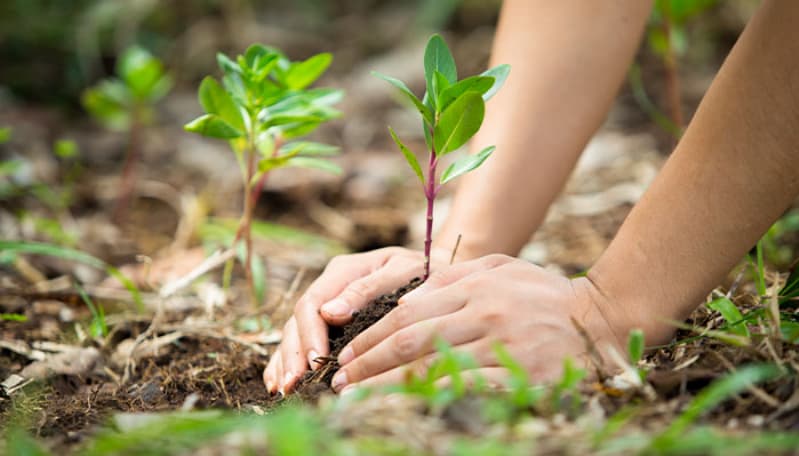 Crise climática