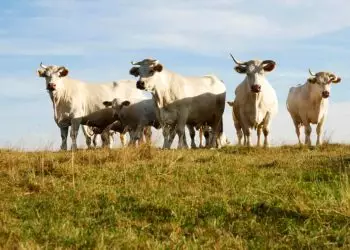 Curso oferece nutrição de bovinos de leite para produtores; saiba como participar