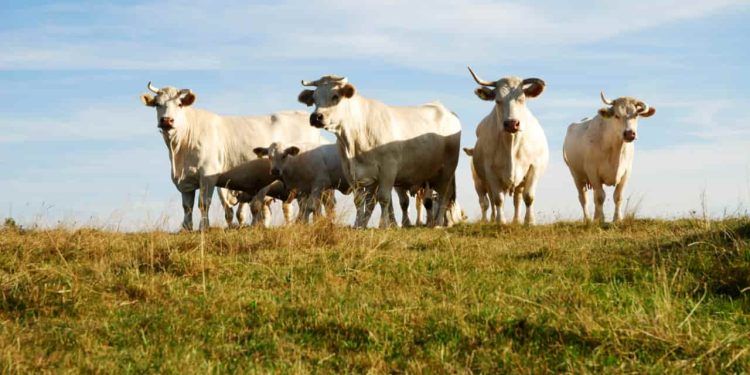 Curso oferece nutrição de bovinos de leite para produtores; saiba como participar