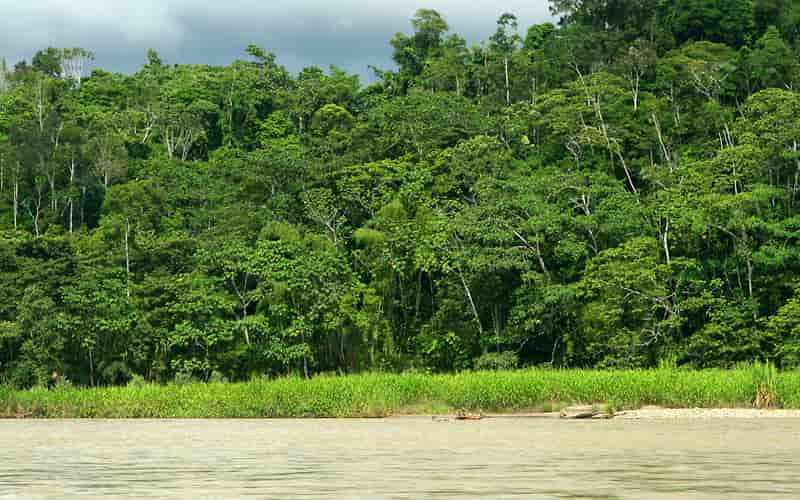 Desmatamento cai 38% na Amazônia e 15% no Cerrado, aponta Instituto