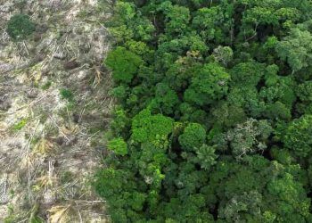 Desmatamento cai 38% na Amazônia e 15% no Cerrado, aponta Instituto