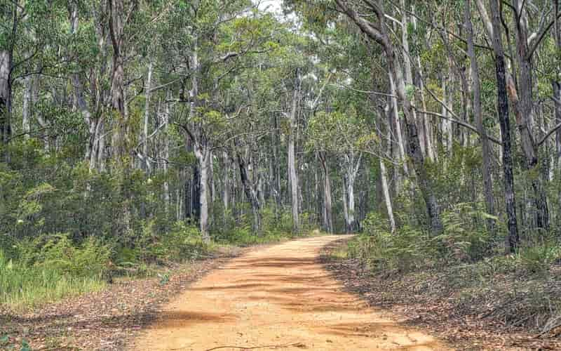 Desmatamento cai 38% na Amazônia e 15% no Cerrado, aponta Instituto