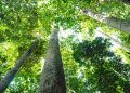 Dia de Proteção às Florestas: Uma jornada de riscos e devoção