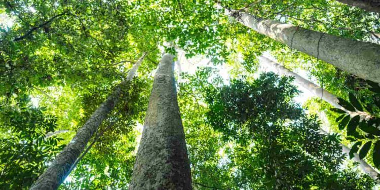 Dia de Proteção às Florestas: Uma jornada de riscos e devoção