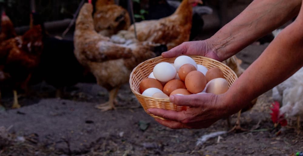 doença não afeta consumo de alimentos