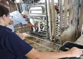 Embrapa lança aplicativo para exame andrológico de bovinos