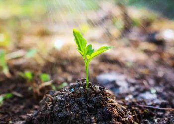 Embrapa oferece curso gratuito sobre conservação do solo e da água; inscreva-se