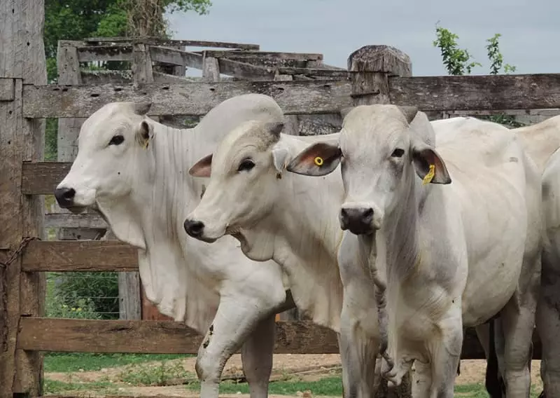 Aplicativo para exame andrológico de bovinos é o novo aliado da pecuária no Brasil 3 Exame andrológico