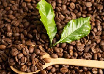 Exportação de café atinge 47,3 milhões de sacas de 60 kg no ano safra 2023/24