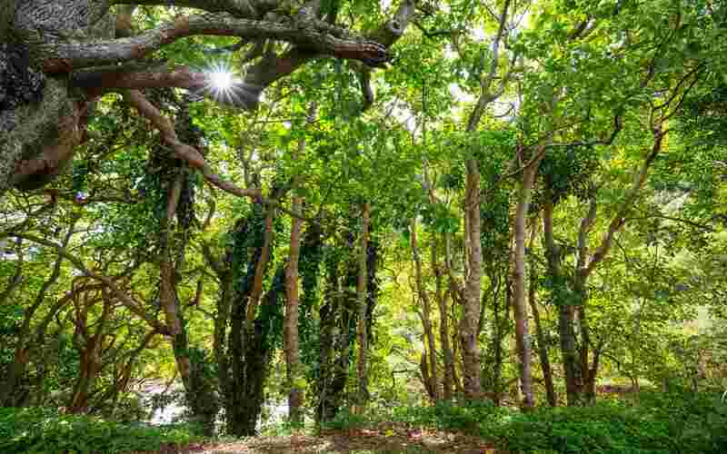 União Europeia anuncia doação de R$ 120 milhões para Fundo Amazônia