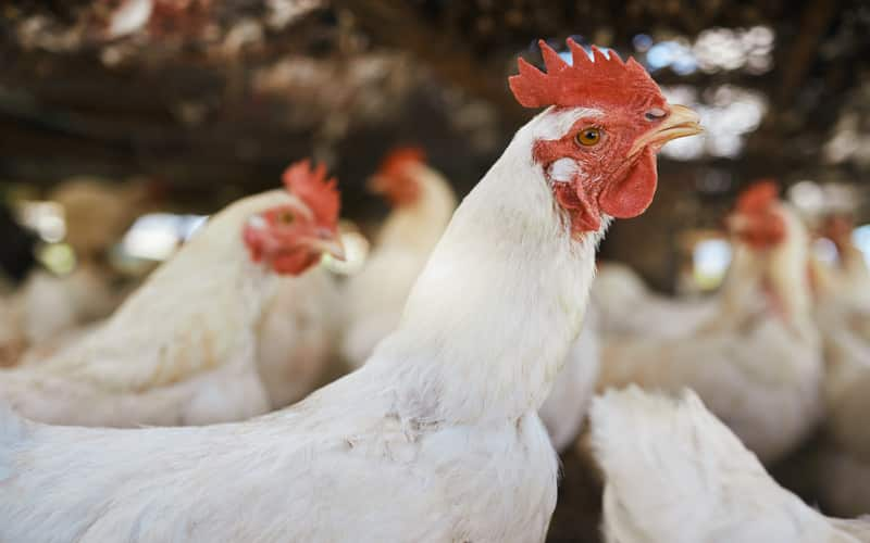 Influenza aviária: Paraná prorroga estado de emergência zoossanitária