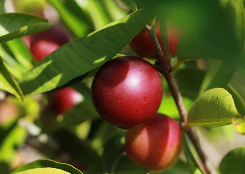 Fruto amazônico