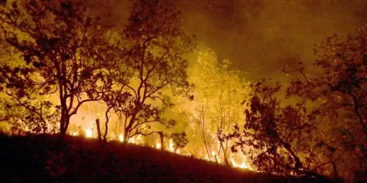 Governo do Amazonas decreta emergência ambiental devido às queimadas 1 Governo do Amazonas decreta emergência ambiental devido às queimadas