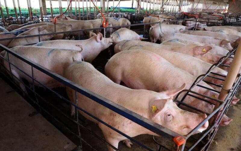 Paraná exporta 79 mil toneladas de carne suína no 1º semestre