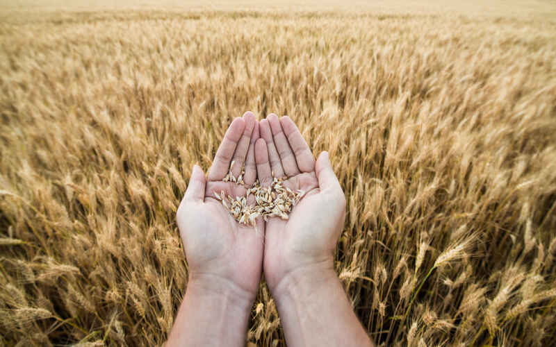 Exportações do agronegócio alcançam US$ 15,20 bilhões em Junho de 2024