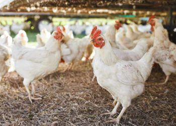 Influenza aviária: Paraná prorroga estado de emergência zoossanitária