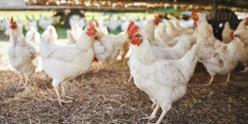Influenza aviária: Paraná prorroga estado de emergência zoossanitária