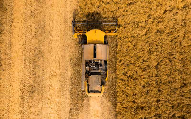 Clima seco limita produtividade do trigo no Paraná, São Paulo e Santa Catarina