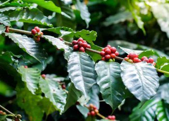 Levantamento aponta que produtores de café já venderam 33% da safra 2024/25