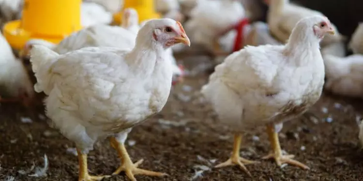 Mapa confirma foco de doença de newcastle em avicultura comercial no RS 1 Mapa confirma foco de doença de Newcastle em avicultura comercial no RS