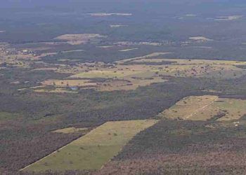 Mata Atlântica é o bioma mais degradado do Brasil, aponta MapBiomas