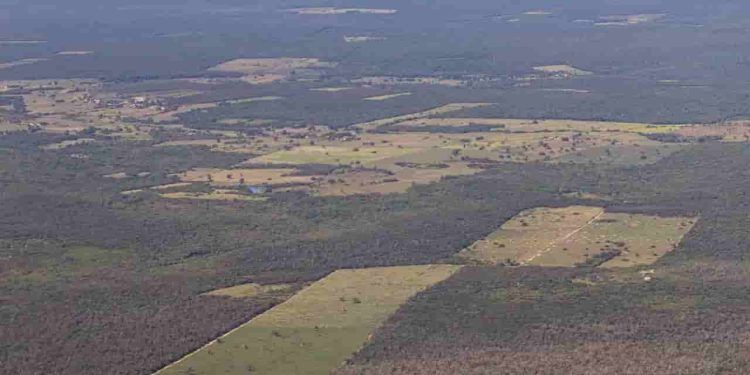 Mata Atlântica é o bioma mais degradado do Brasil, aponta MapBiomas