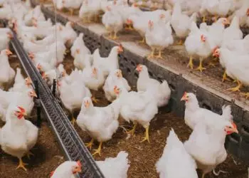 Ministério da Agricultura e Pecuária anuncia fim da doença de Newcastle no RS