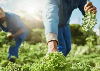 Número de trabalhadores no agronegócio brasileiro alcança 28,6 milhões