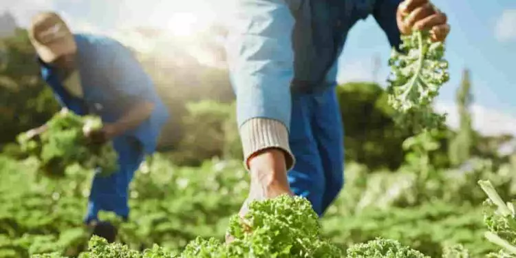 Número de trabalhadores no agronegócio brasileiro alcança 28,6 milhões 1 Número de trabalhadores no agronegócio brasileiro alcança 28,6 milhões