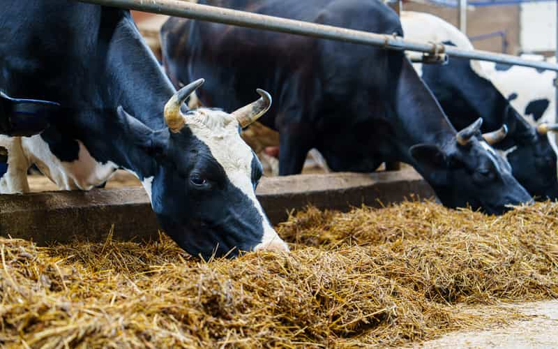 Curso oferece nutrição de bovinos de leite para produtores; saiba como participar