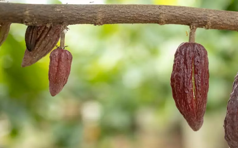 Novo foco de monilíase do cacaueiro é confirmado em Urucurituba no Amazonas