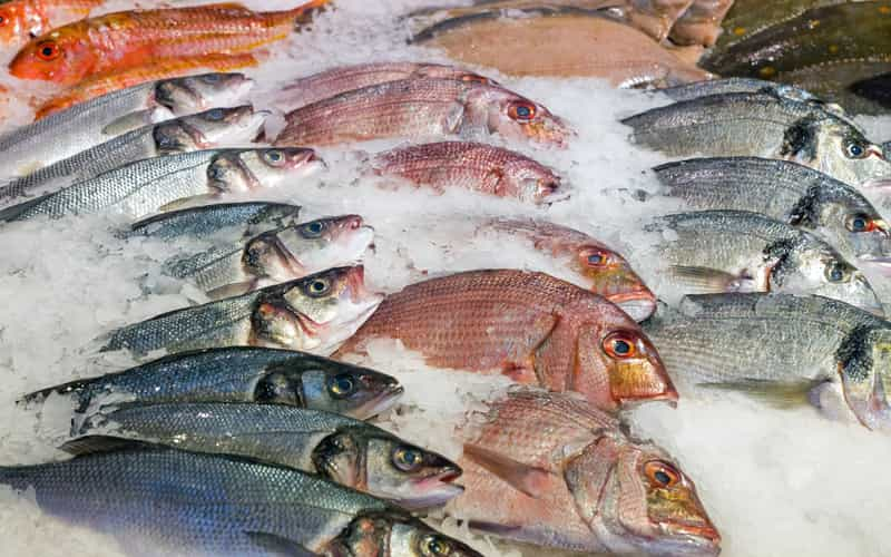 Exportação de peixes de cultivo cresce 72% no 2º trimestre de 2024