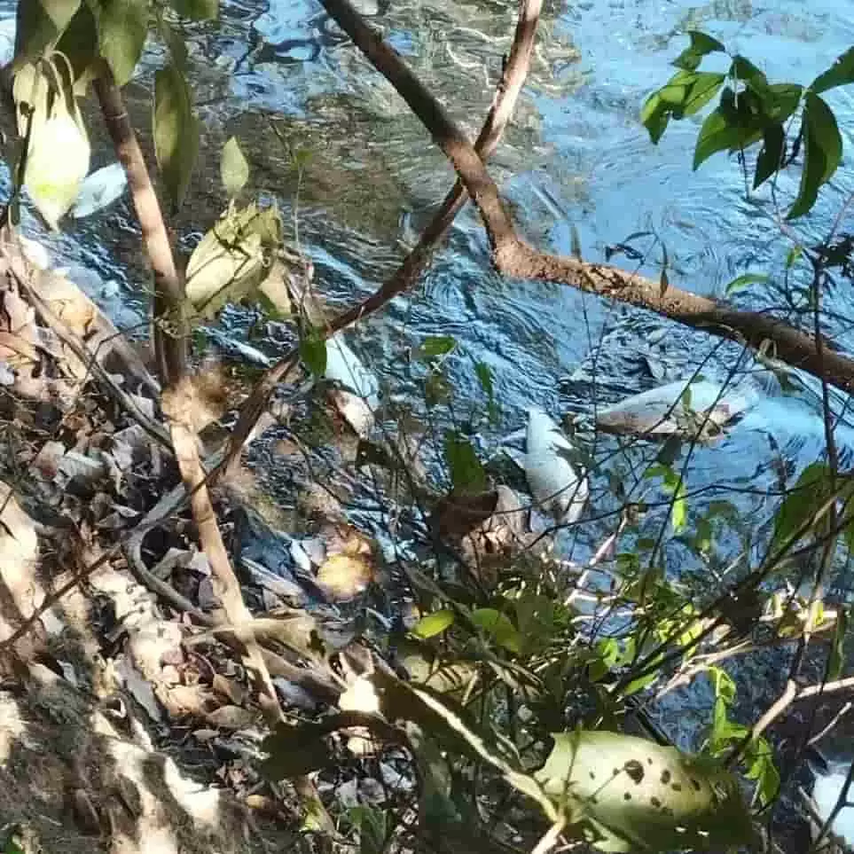 Polícia investiga mortes de toneladas de peixes no Rio Meia Ponte, em Goiás