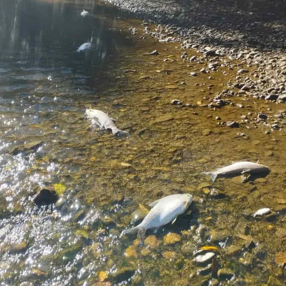 Polícia investiga mortes de toneladas de peixes no Rio Meia Ponte, em Goiás