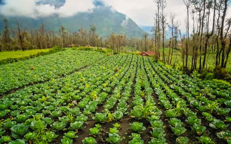 Plano Safra da Agricultura Familiar 2024/25 terá investimento de R$ 76 bilhões