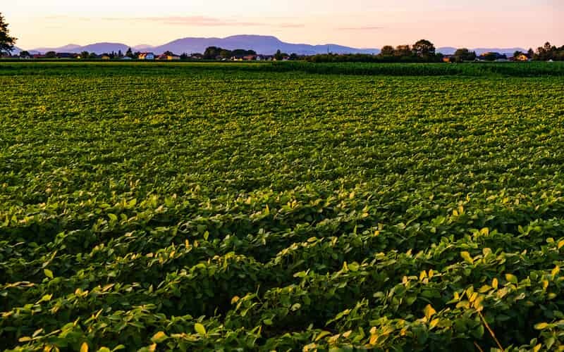 Mapa anuncia liberação de recurso para seguro rural no Rio Grande do Sul