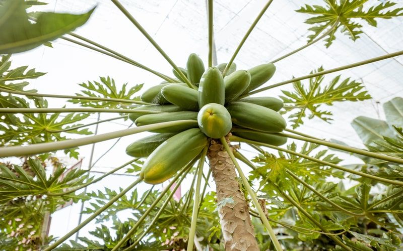 Dica de como plantar mamão: Um potencial econômico para o agronegócio