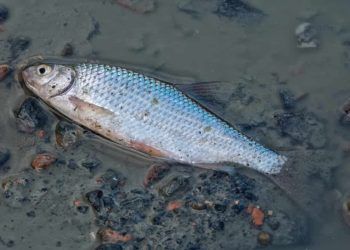 Polícia investiga mortes de toneladas de peixes no Rio Meia Ponte, em Goiás