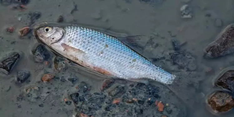 Polícia investiga mortes de toneladas de peixes no Rio Meia Ponte, em Goiás