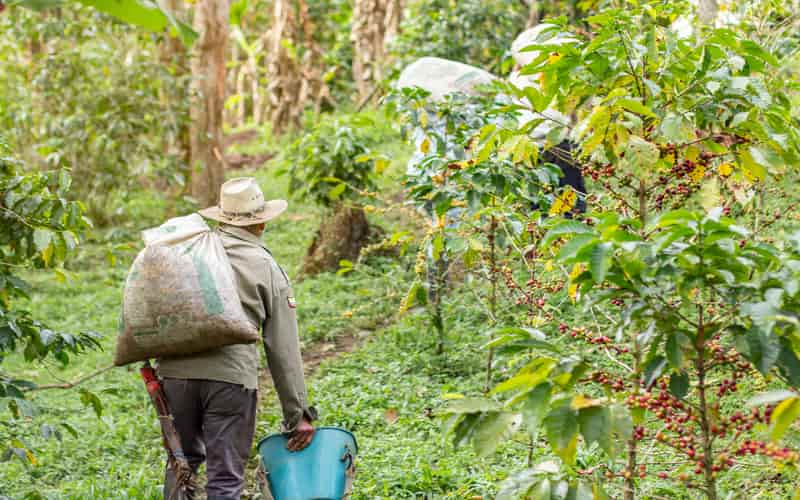 Levantamento aponta que produtores de café já venderam 33% da safra 2024/25