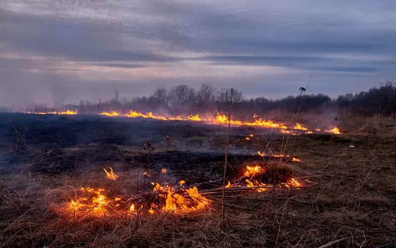 Governo do Amazonas decreta emergência ambiental devido às queimadas