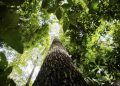 União Europeia anuncia doação de R$ 120 milhões para Fundo Amazônia