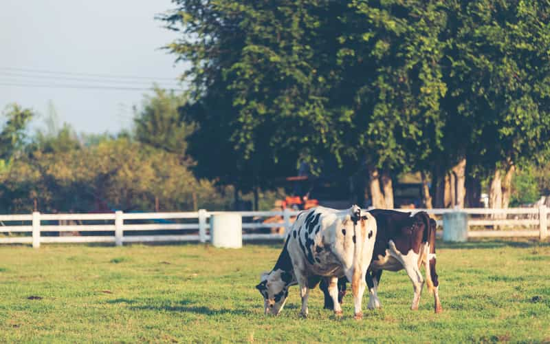 Curso oferece nutrição de bovinos de leite para produtores; saiba como participar