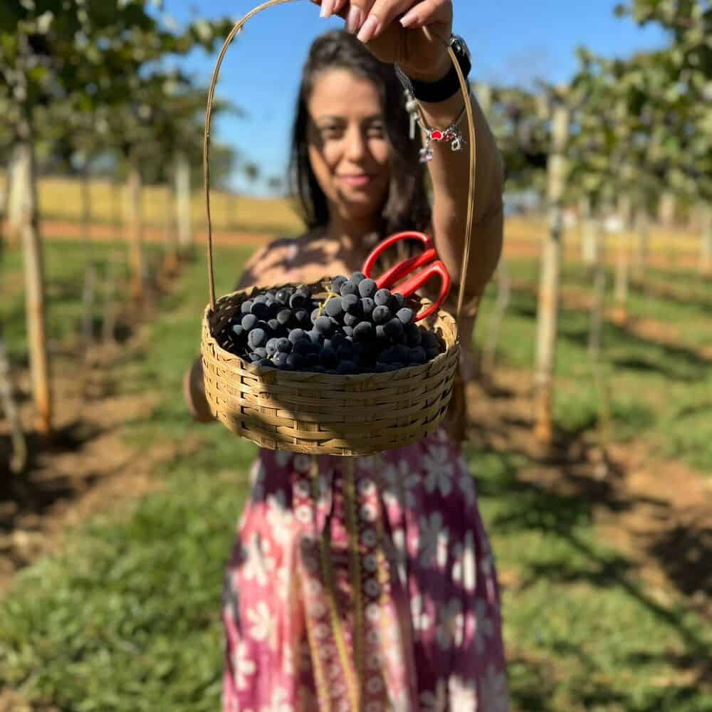 Cerrado goiano se destaca com produção de uva; conheça o parreiral Por do Sol