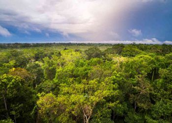 Alertas de desmatamento na Amazônia caem 46% em um ano; confira os dados