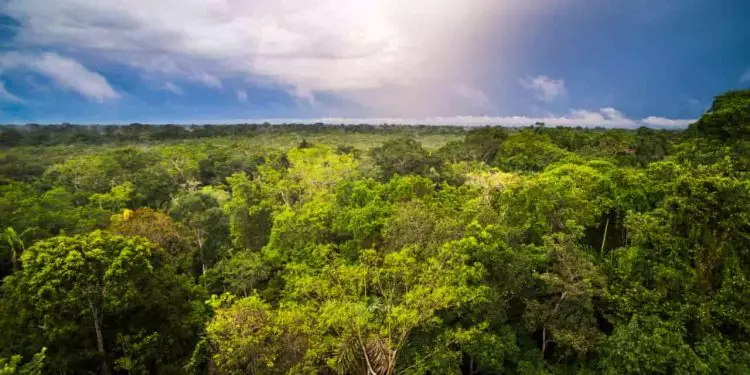 Alertas de desmatamento na Amazônia caem 46% em um ano; confira os dados 1 Alertas de desmatamento na Amazônia caem 46% em um ano; confira os dados