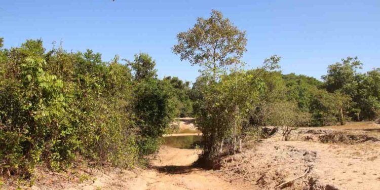 Seca: baixa nos rios permite travessia de carro na Ilha do Bananal, no Tocantins